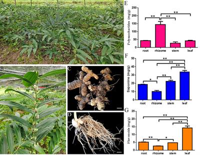 Revealing the mechanisms of the bioactive ingredients accumulation in Polygonatum cyrtonema by multiomics analyses